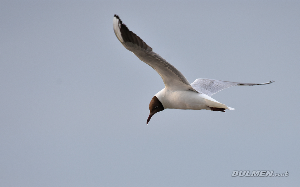 Black-headed gull (Chroicocephalus ridibundus)